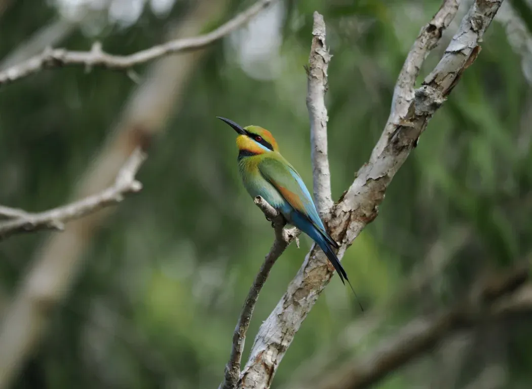 Photo of a tropical multicolored bird sitting on a tree branch.