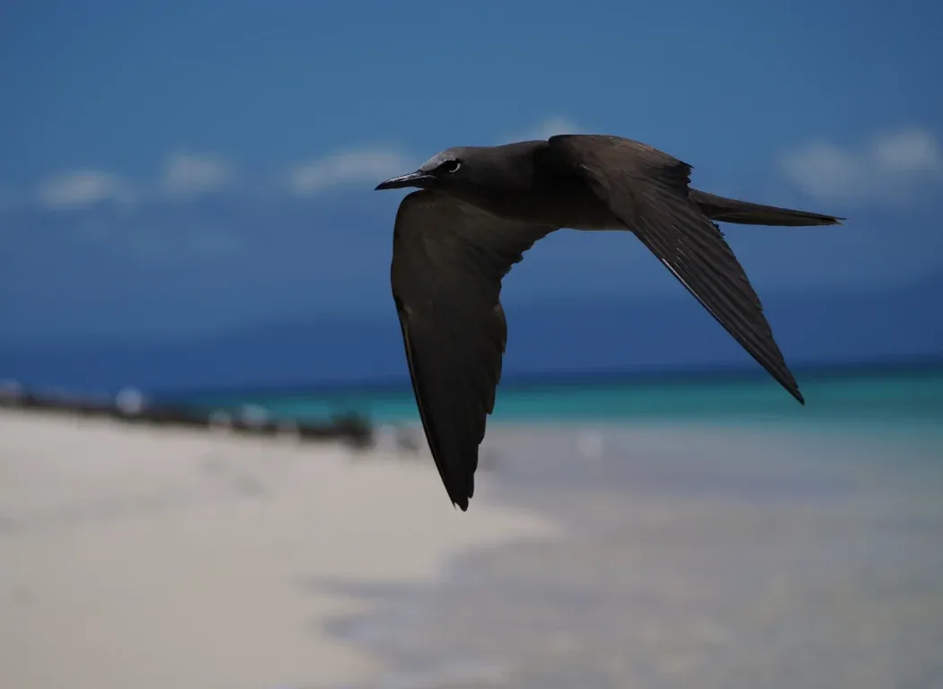 Photo of a shore bird in flight with the sand and water in the background.