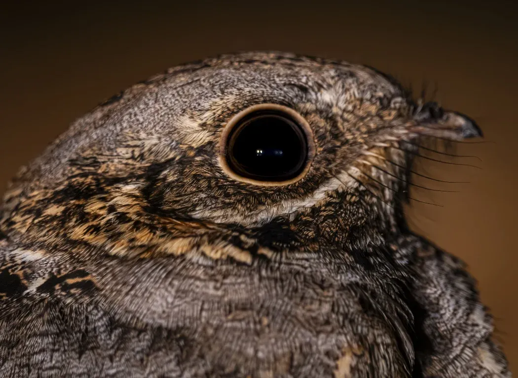 Closeup photo of a birds face focused on the eye.