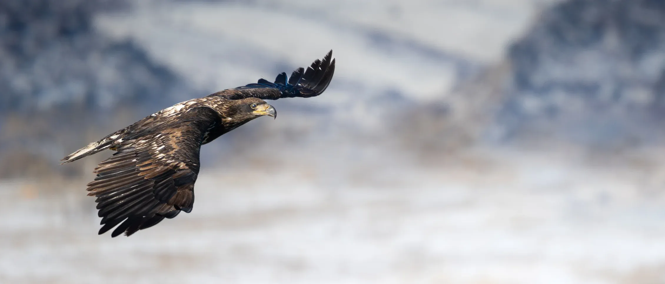 Photo of a bird in flight with snowy mountains in the background.