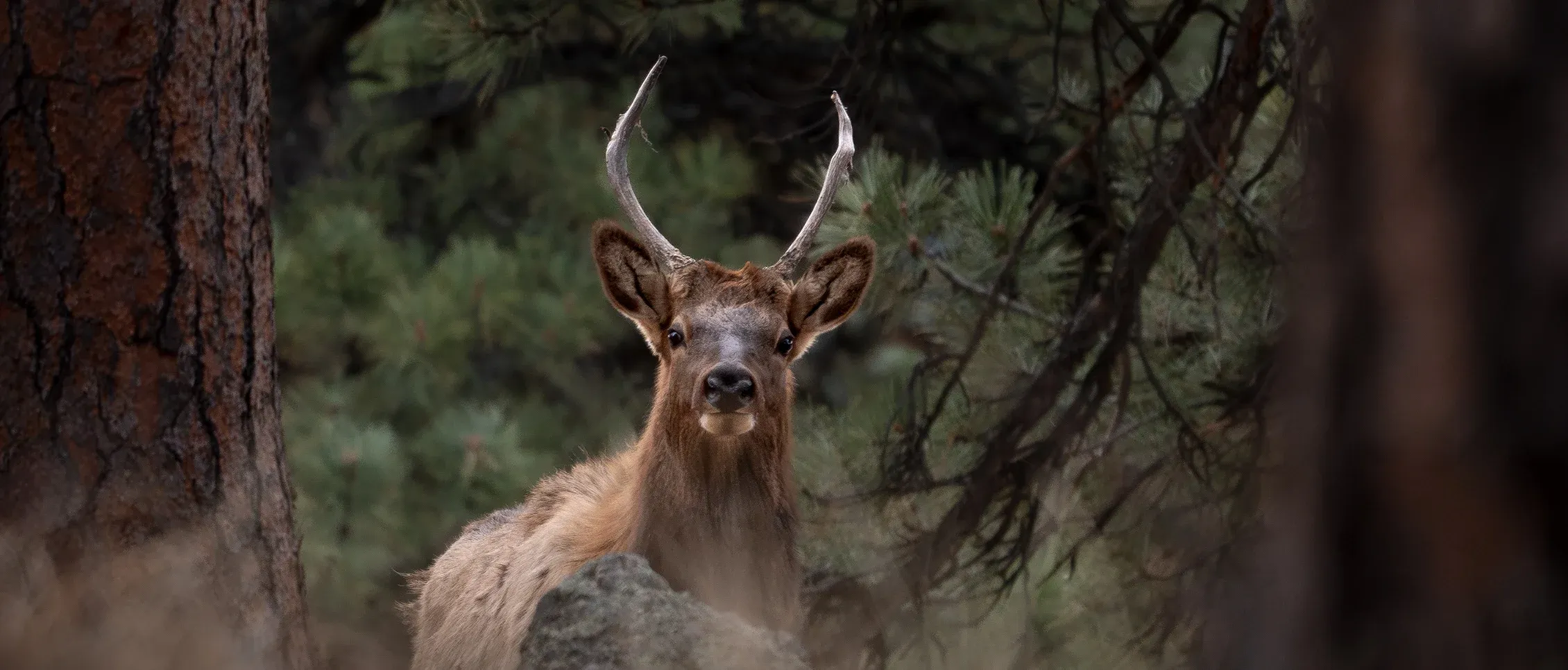 Photo of a deer in the forrest looking directly at us.