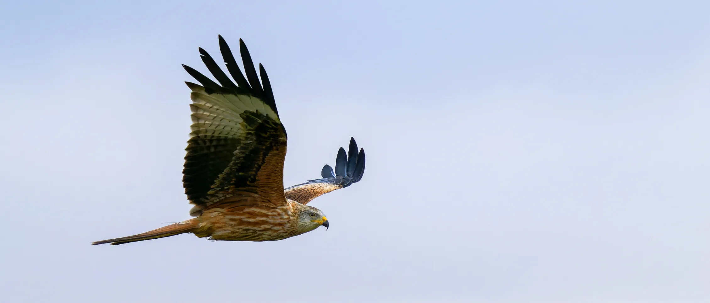 Photo of a eagle flying.