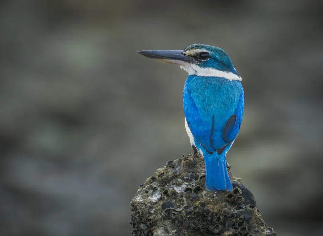 Photo of a blue colored bird sitting on a rock.